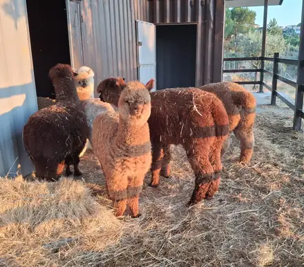Grupo de alpacas