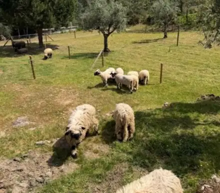 Ovelhas Valais Blacknose