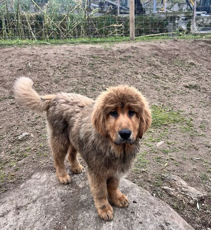 Mastim Tibetano