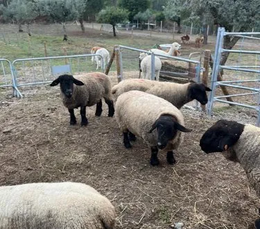 Ovelhas Suffolk