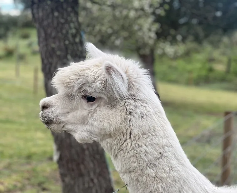 Alpaca branca