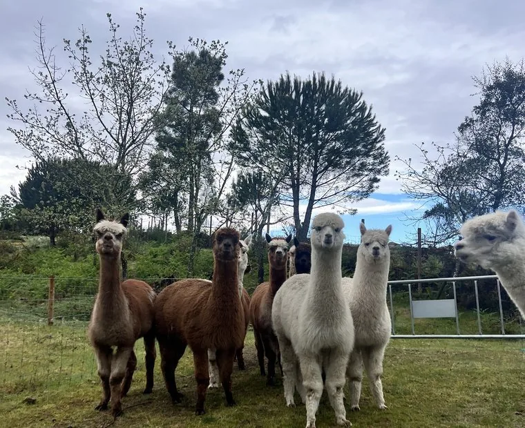 Grupo de alpacas