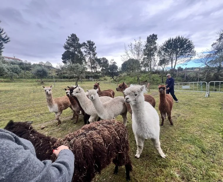 Ambiente natural do Vale das Alpacas
