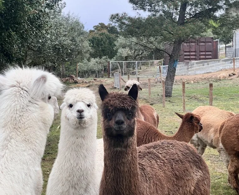 Alpacas no Vale